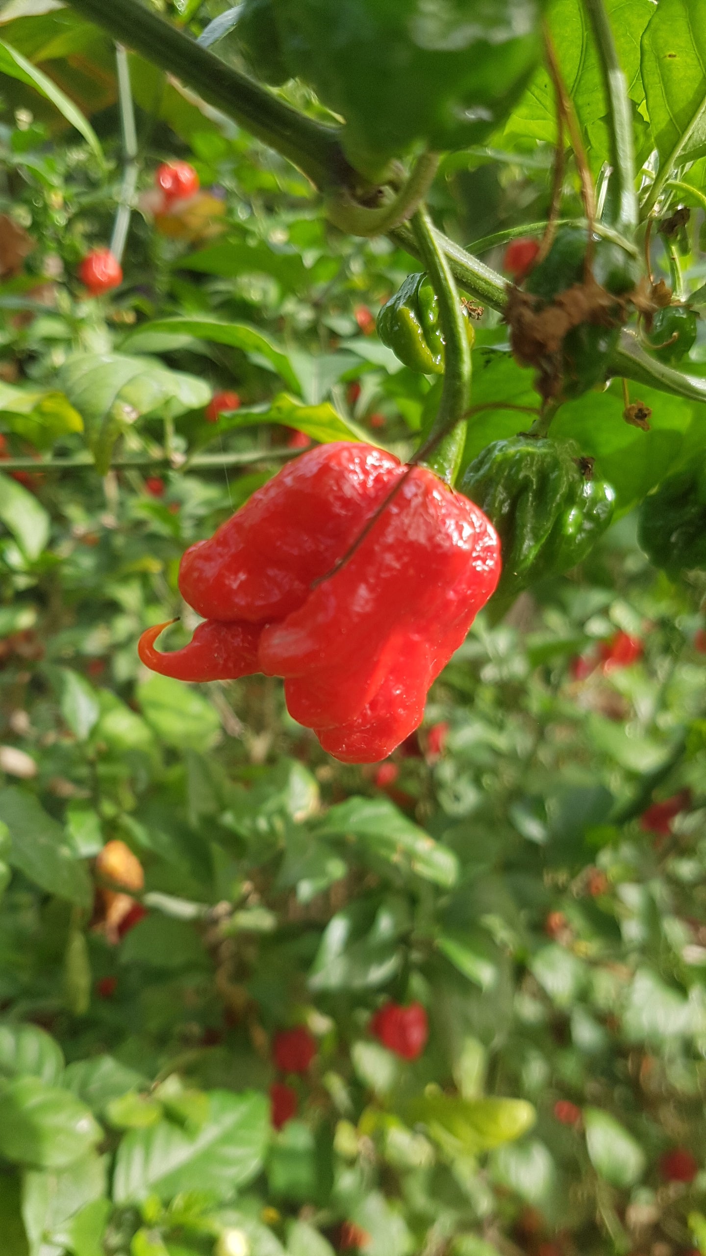 buy-chili-carolina-reaper-online_0.jpg