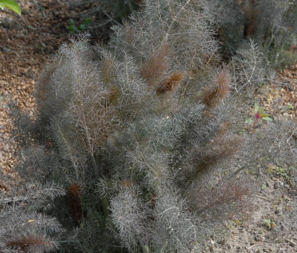 shop-authentic-bronze-gewurzfenchel-foeniculum-vulgare-rubrum-online_0.jpg
